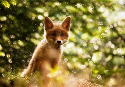 Baby Fox - Animals Photo (31894597) - Fanpop