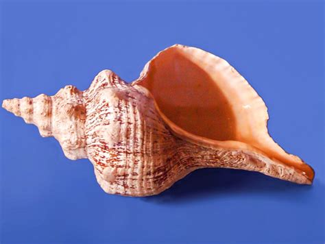 Conch Shells as Musical Instruments and in Living Sea Snails | Spinditty