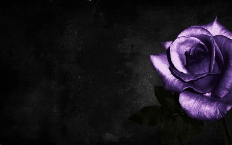 Simple Cool Purple Rose HD Image http://wallpapers.ae/simple-cool ...