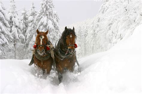 Horse carriage in snow - Animals Wallpapers | Horses in snow, Horse wallpaper, Christmas horses