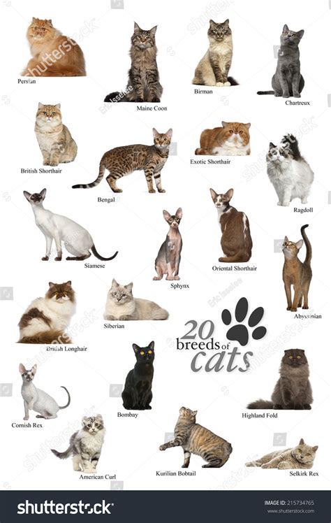 9+ Thousand Cat Breeds Poster Royalty-Free Images, Stock Photos ...