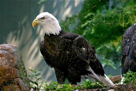 2024's 10 Eagle Symbolism, Myths & Meaning: A Totem, Spirit & Power Animal