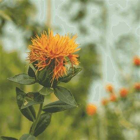 Safflower Seeds: Bulk for Planting Carthamus Tinctorius