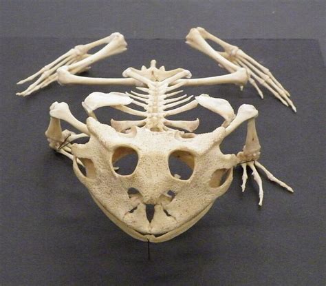 Skeleton of Surinam horned frog (Ceratophrys cornuta) | Animal skeletons, Animal skulls, Skull