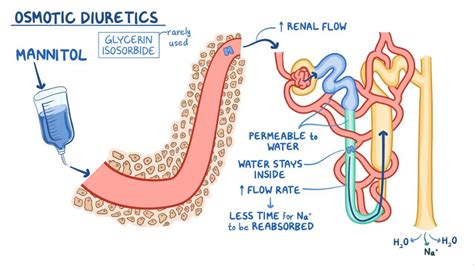 Osmotic diuretics: Video, Anatomy & Definition | Osmosis