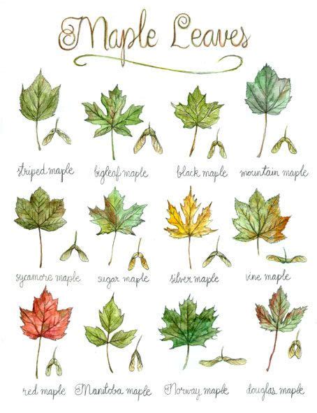 Print Maple Leaves Poster Botanical Painting Tree Leaf - Etsy Canada | Maple trees types, Maple ...