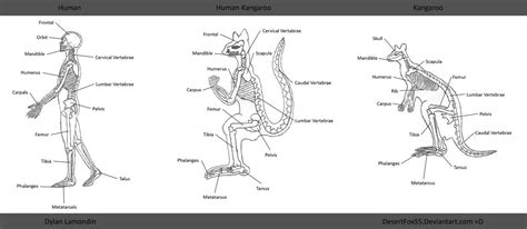 Anatomy assignment - Human-Kangaroo by DezzyFox55 | Anatomy, Kangaroo ...