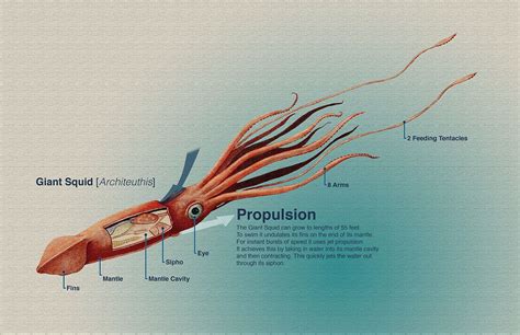 Squid Anatomy - Anatomical Charts & Posters