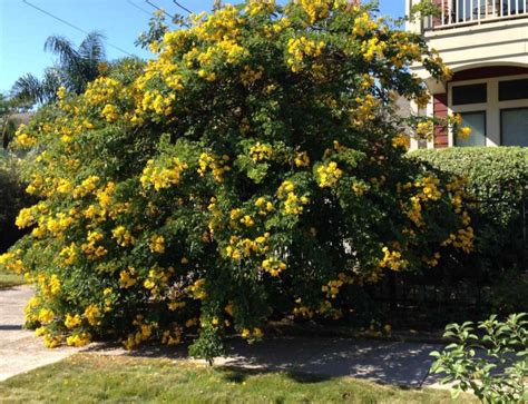 Life Goes Better with Plants : Senna splendida 'Golden'