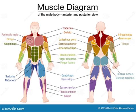 Male Torso Muscle Anatomy