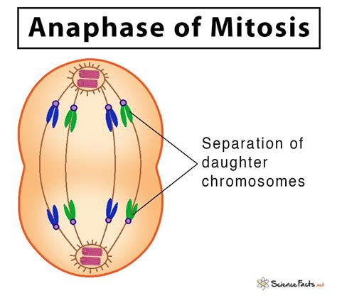 Mitosis: Definition, Stages, & Purpose, with Diagram | Mitosis, Basic ...