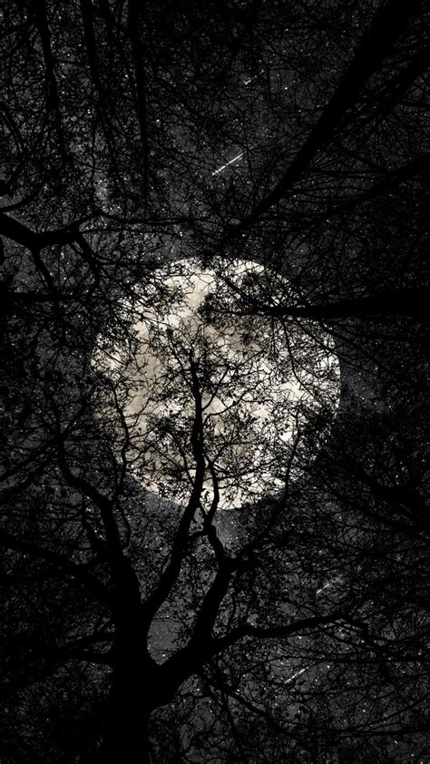 Full Moon Forest Wallpapers - Top Free Full Moon Forest Backgrounds ...