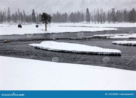 Herd Buffalo in Yellowstone Stock Photo - Image of animal, tree: 11873098