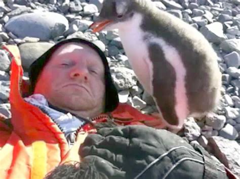 Baby Antarctic penguin meets human for the first time - CBS News