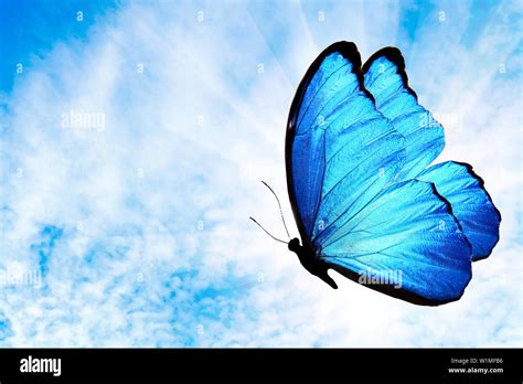 Blue Butterflies Flying