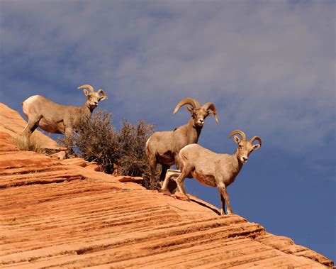 Desert Bighorn in Zion National Park image by Darris Howe Zion National ...