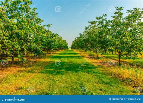 Walnut Plantation in the Light of the Sun Stock Photo - Image of closeup, foliage: 123257758