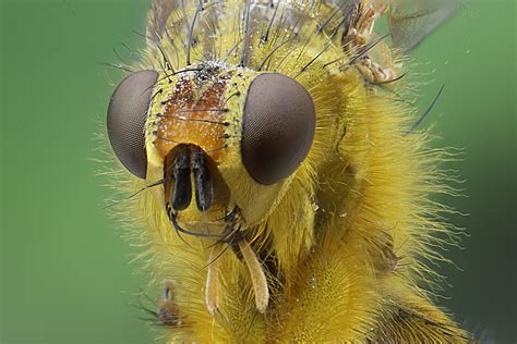 Insekt Foto & Bild | tiere, wildlife, insekten Bilder auf fotocommunity