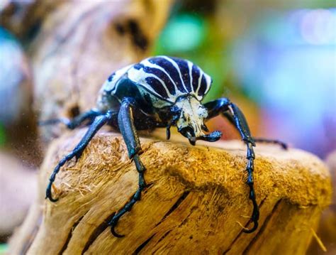 12 Cool Goliath Beetle Facts - Fact Animal