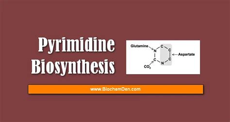 Pyrimidine Synthesis Pathway: Synthesis Of Pyrimidine Derivatives