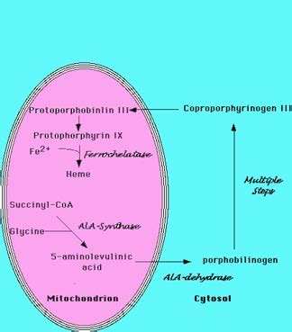 Hemoglobin Synthesis