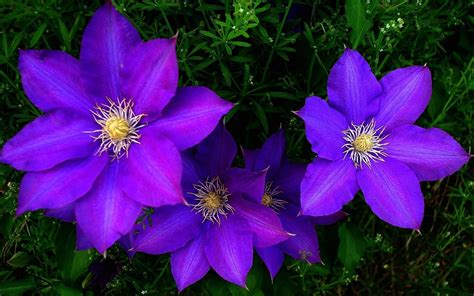 Wallpaper Purple clematis flowers, petals 1920x1200 HD Picture, Image