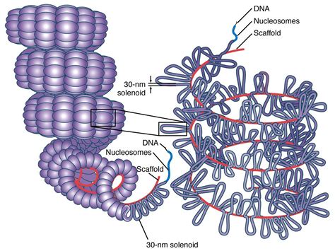 Biology Pictures: Structure of Chromosome 1