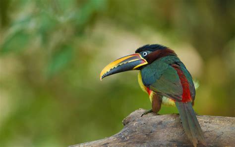 3840x2400 Toucan 4k 4K ,HD 4k Wallpapers,Images,Backgrounds,Photos and ...