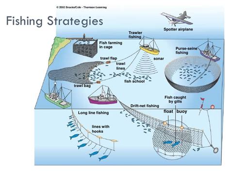 Overfishing & Aquaculture