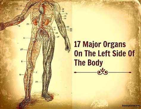 Organs On Left Side Of Body | Major Organs On Left Side on Human Body