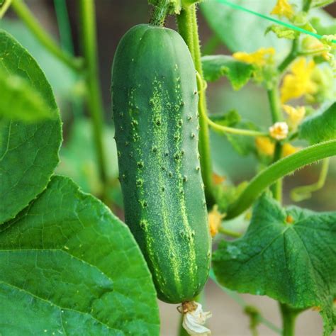 Seeds for Ashley Cucumber | Cucumis sativus | Amkha Seed