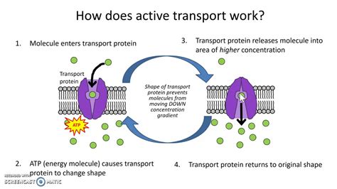 Active membrane transport processes - YouTube