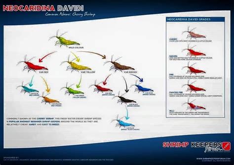 Aquarium Shrimp Chart