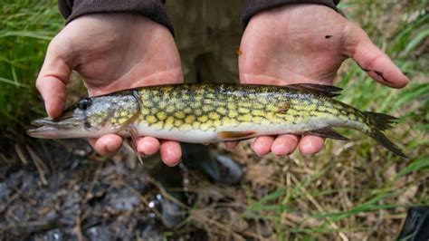 Dreaded invasive fish makes its way into Kejimkujik Park | CBC News