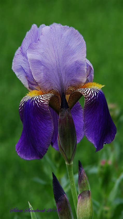 The Iris....... | Iris flowers, Beautiful flowers, Iris garden