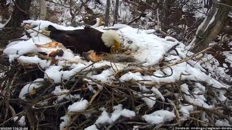 New DNR EagleCam unlikely for 2024, but potential for a pair of live ...