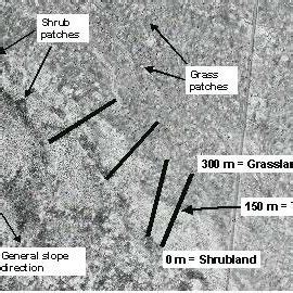 A 1996 aerial photograph of the transition zone with the positions of... | Download Scientific ...