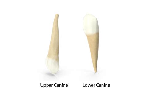 Parts Of A Canine Tooth at Clyde Morrison blog