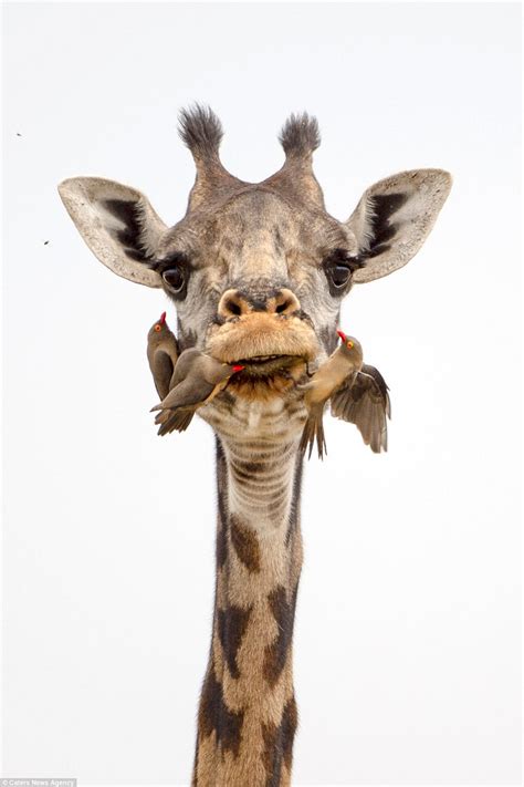 Oxpeckers clean the teeth of giraffe in Tanzania | Daily Mail Online