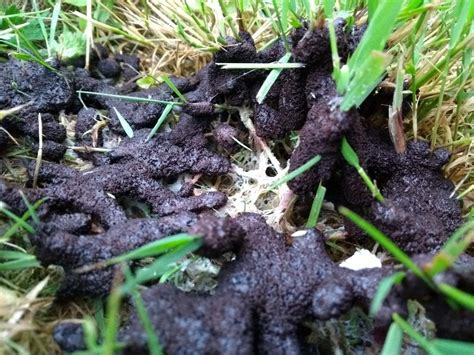 Dog Sick Slime Mould (mucilago crustacea) 24 hours after appearing it ...