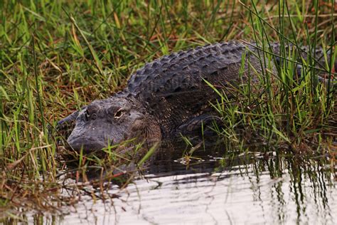 American Alligator, Alligator mississippiensis, Everglades National Park, Florida - Stock Photo ...