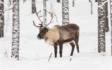 Reindeer - Species Profile, Photos & Facts - 101 Animals