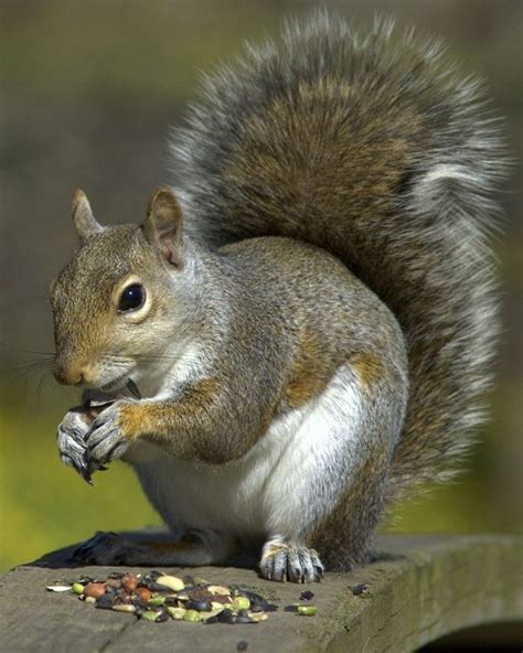 The News For Squirrels: Today's cute squirrel picture!