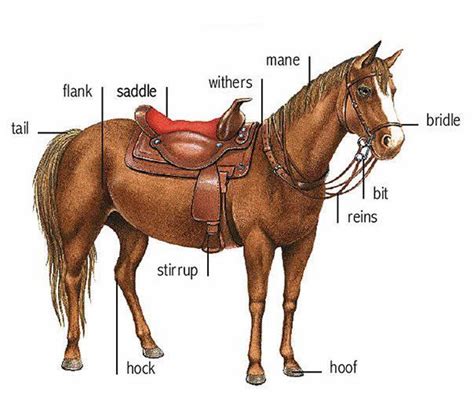 English vocabulary - Learning about horse parts Visual Dictionary, Picture Dictionary, English ...