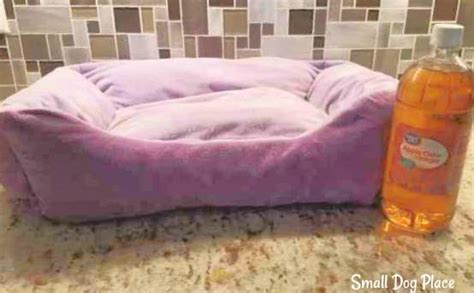 How to Clean a Dog Bed That Has No Removable Cover