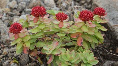 Rhodiola, planta care protejează de viruşi