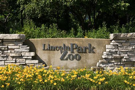 Best Lincoln Park Zoo Stock Photos, Pictures & Royalty-Free Images - iStock