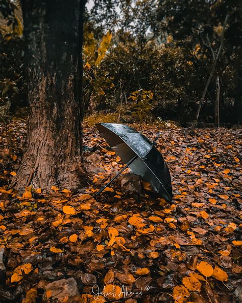 2K free download | Fallen Leaves, aesthetic, autumn, black, dark, fall ...