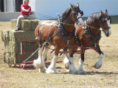 Pin by Marilyn Masters on Budweiser commercials | Big horses, Clydesdale horses, Horse farms