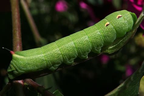 Hawk Moth Caterpillar | This is the Caterpillar of some type… | Flickr